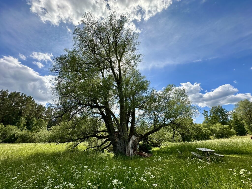 Dzenīšu dižvītols - 2024. gada jūnijs